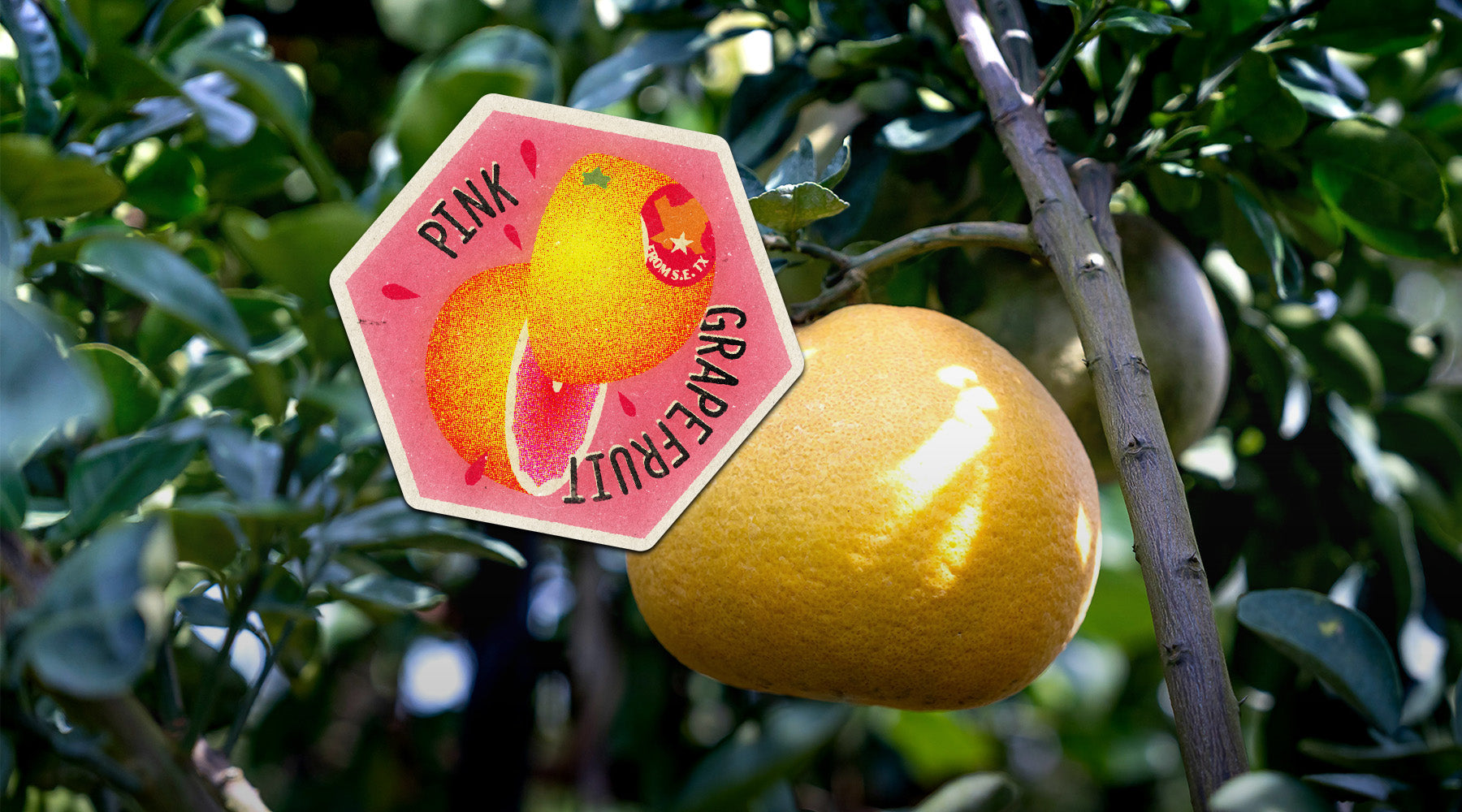 PinkGrapefruit_landscape3.jpg